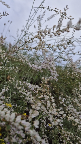 Astragalus melilotoides
