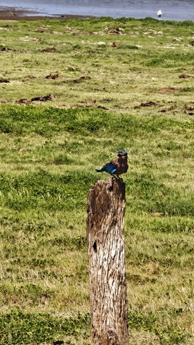 Indian Roller