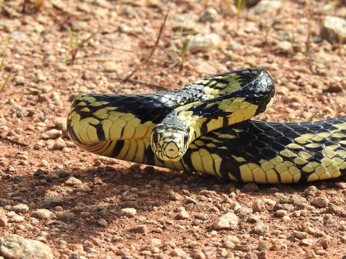 Chicken Snake