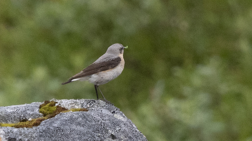Northern Wheatear