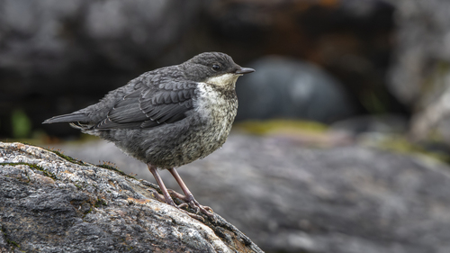 White-throated Dipper