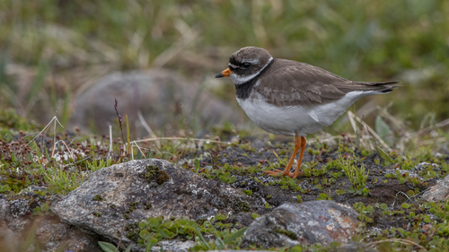 Common Ringed Plover