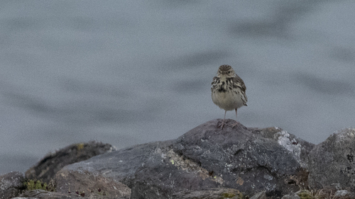 Meadow Pipit