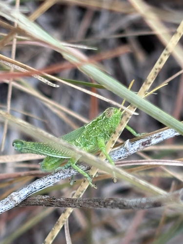 Fuzzy Olive-Green Grasshopper