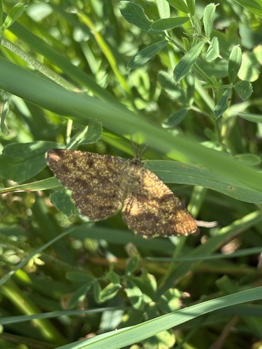 Common Heath