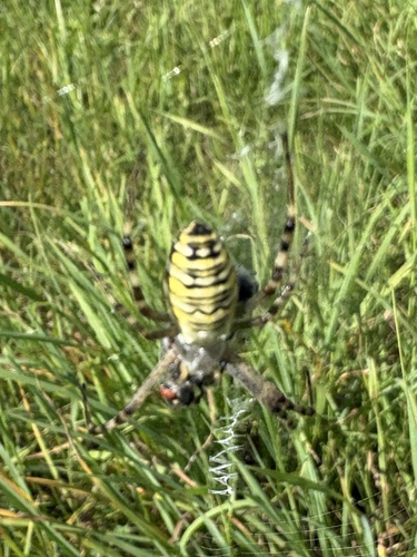 Wasp Spider