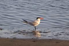 Caspian Tern