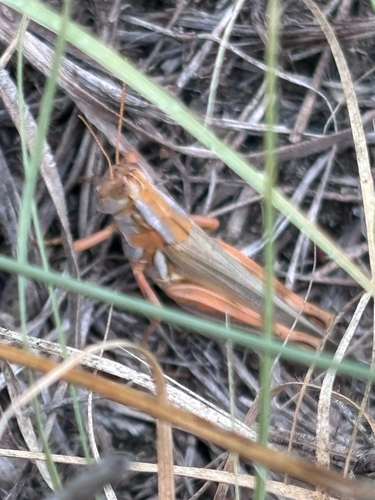 Striped Sand Grasshopper