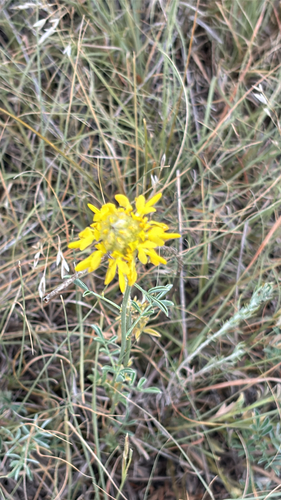 Golden Prairie Clover