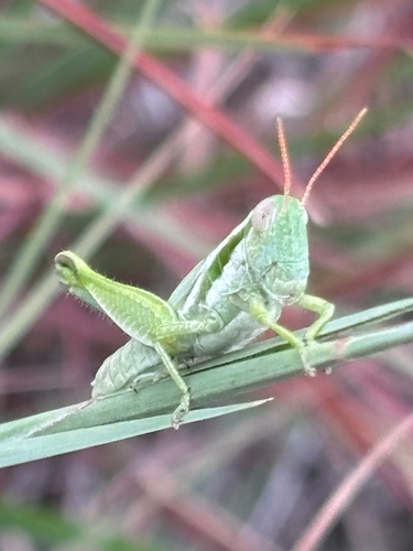 Cudweed Grasshopper