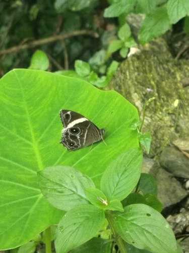 Banded Treebrown