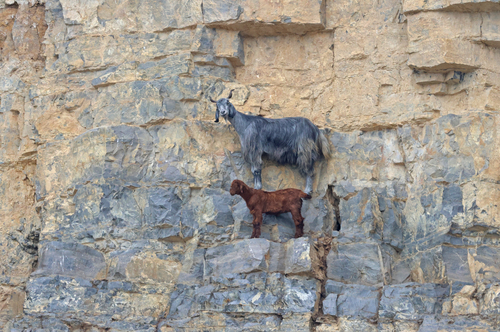 Domestic Goat