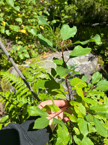 alder buckthorn