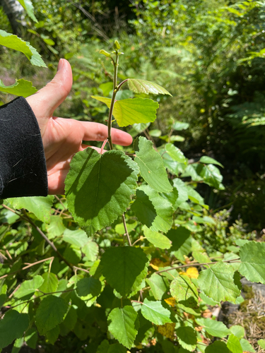 Downy Birch
