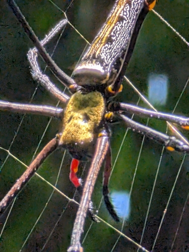 Giant Golden Orbweaver