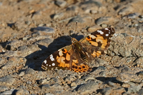 Painted Lady