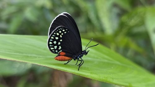 Mexican Cycadian