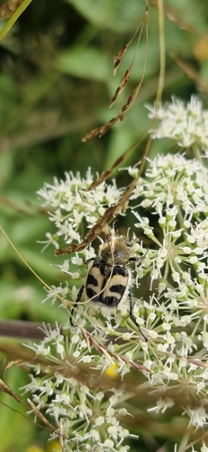 Eurasian Bee Beetle