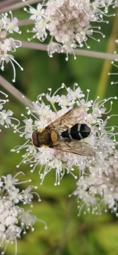 Pale-saddled Leucozona