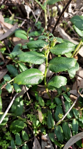 Poison Pratia