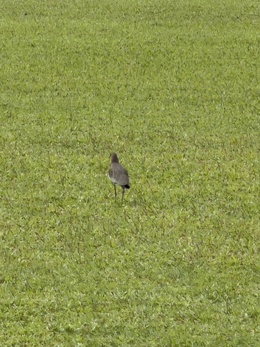 Southern Lapwing