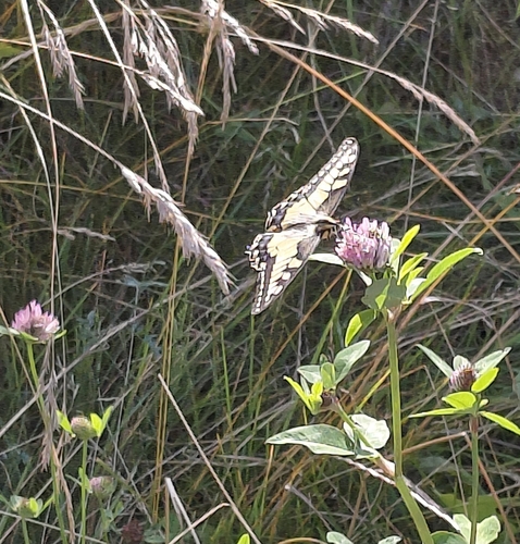 Old World Swallowtail