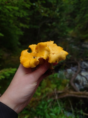 Golden Chanterelle
