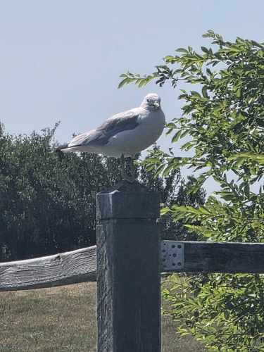 Ring-billed Gull