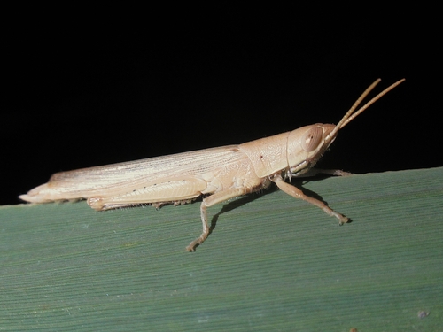Common Cylindric Grasshopper