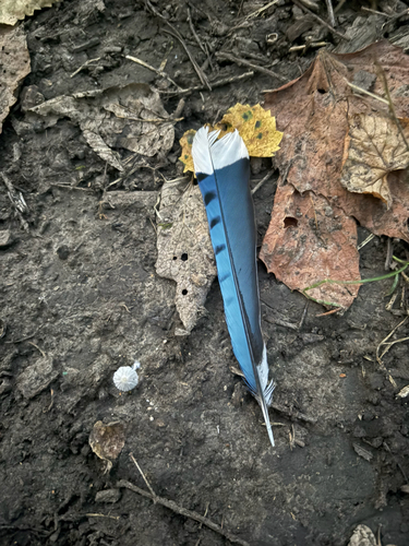 Blue Jay