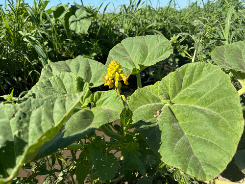 Yellow Unicorn-plant