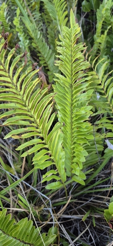toothed midsorus fern