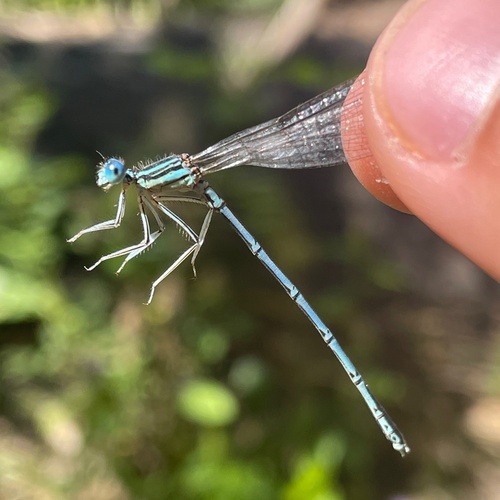 Blue Featherleg