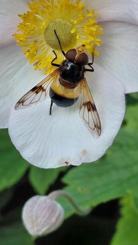 Pellucid Hover Fly