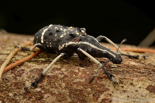 Tophoderes frenatus