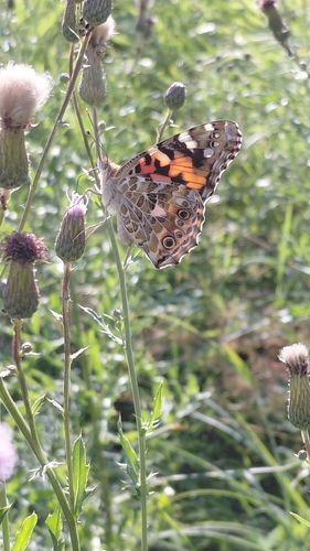 Painted Lady
