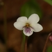 Viola blanda - Photo (c) Shaun Pogacnik, כל הזכויות שמורות, הועלה על ידי Shaun Pogacnik