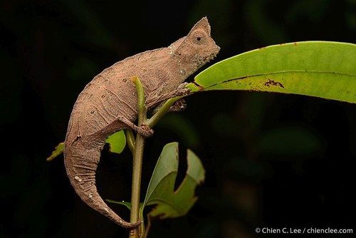 Brown Leaf Chameleon