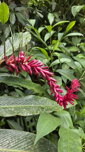 Red Ginger