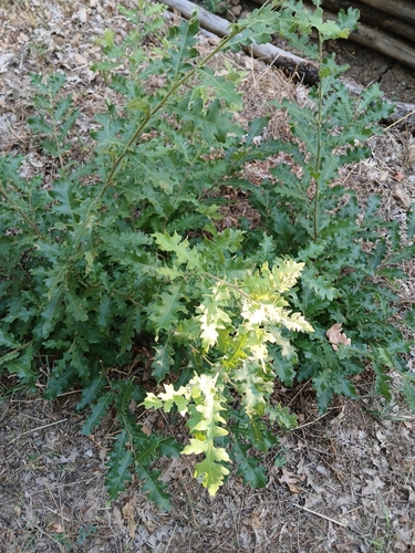 Turkey Oak