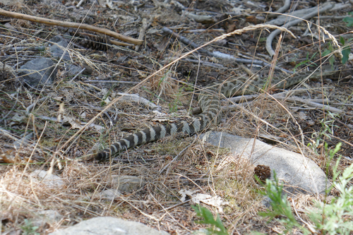 iNaturalist observation photo of Northern Pacific Rattlesnake