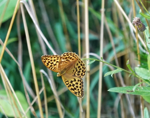 Silver-washed Fritillary