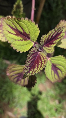 Coleus
