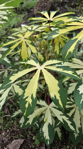 Cassava
