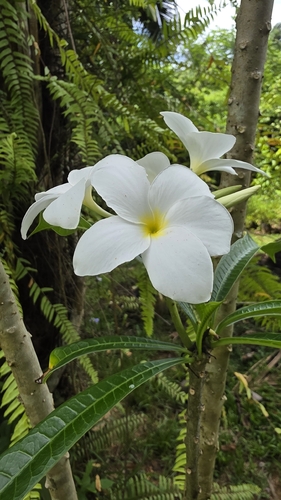 Hammerleaf Frangipani