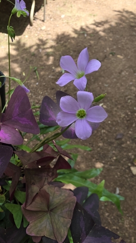false shamrock