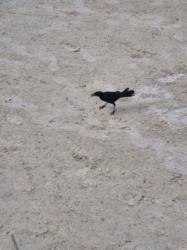 Greater Antillean Grackle