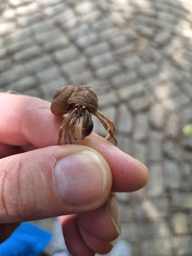 Caribbean Land Hermit Crab