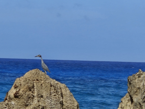 Yellow-crowned Night Heron