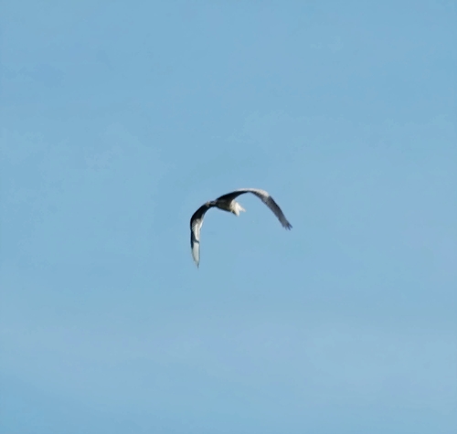 Grey Heron